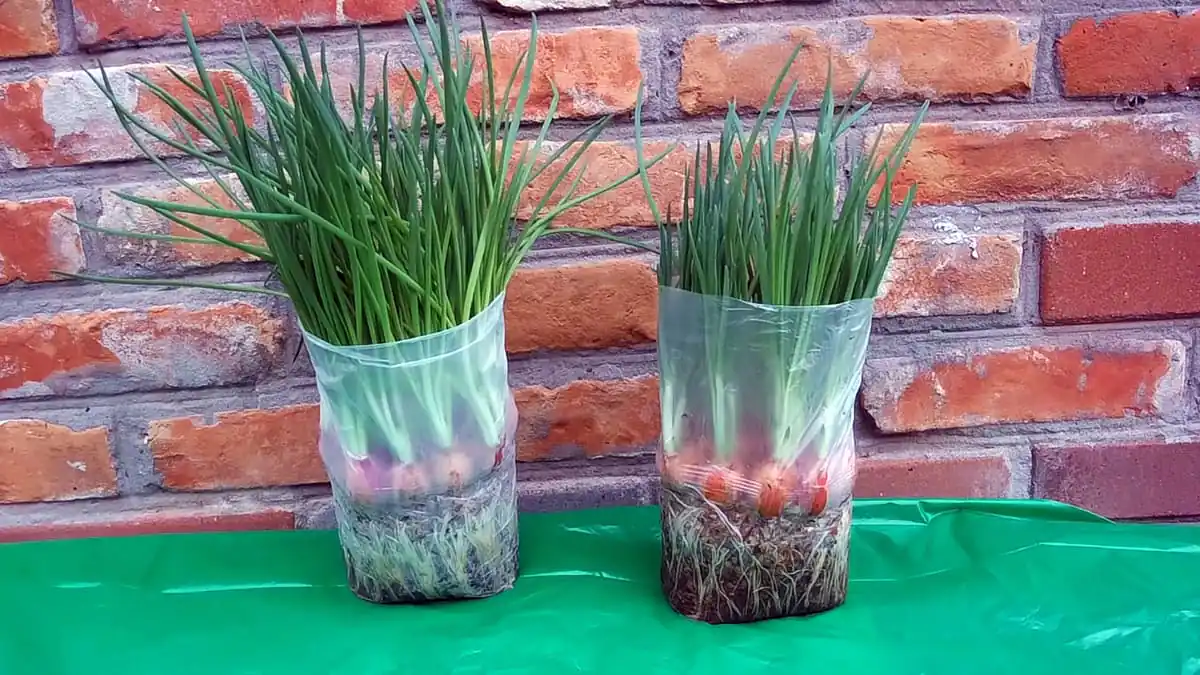 Cibule roste bez půdy a vody způsobem, o kter&eacute;m m&aacute;lokdo v&iacute;