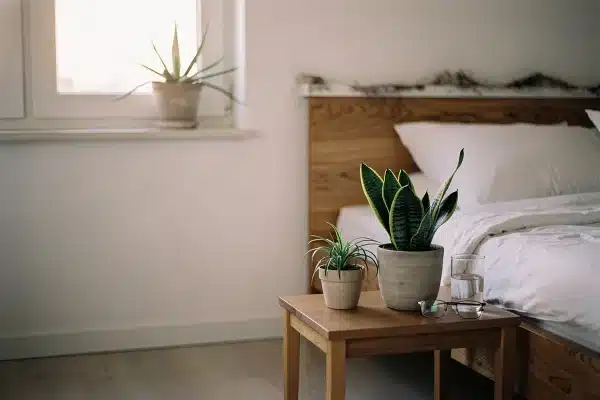 Dechově čistá ložnice: 1 rostlina, která **v noci vyrábí kyslík** a zlepší ti spánek