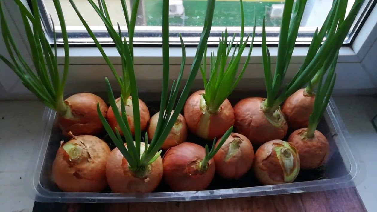 Cibule roste bez půdy