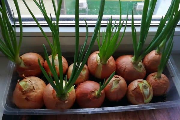 Cibule roste bez půdy