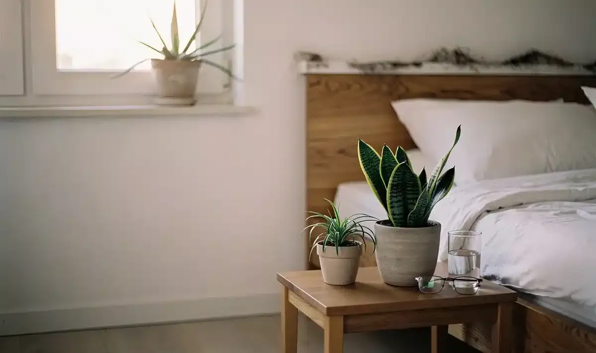 Dechově čistá ložnice: 1 rostlina, která **v noci vyrábí kyslík** a zlepší ti spánek