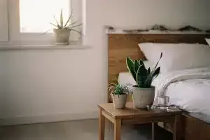 Dechově čistá ložnice: 1 rostlina, která **v noci vyrábí kyslík** a zlepší ti spánek