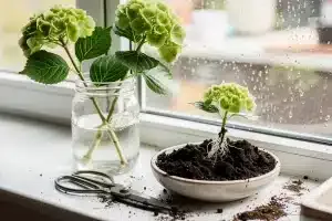 Jak z jednoho výhonku udělat „armádu“ hortenzií: trik bez hormonů a bez utrácení