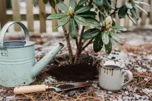 Zalévej rododendrony kávou: jednoduchý trik, po kterém vykvetou dvakrát víc