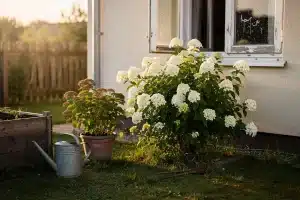 Zapomeň na hortenzie: ten keř voní jako parfém a odpustí ti skoro všechno