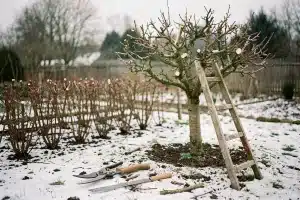 Zimní řez stromů a keřů. Kdy je nejlepší ho provést