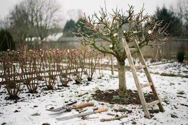 Zimní řez stromů a keřů. Kdy je nejlepší ho provést